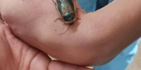 Powiększ grafikę: halloween-z-robalami-w-bibliotece-652312.jpg