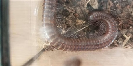 Powiększ grafikę: halloween-z-robalami-w-bibliotece-652313.jpg