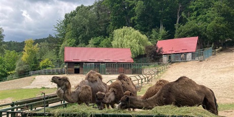 Powiększ grafikę: wizyta-w-gdanskim-zoo-541929.jpg